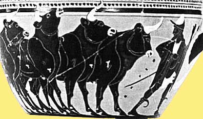 Hermes' cattle of Apollo