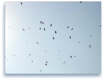 condors in flight overhead